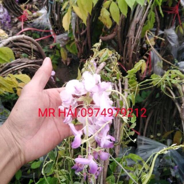 SIÊU ĐẸP.HOA TỬ ĐẰNG LEO.LOẠI VÒNG TO..