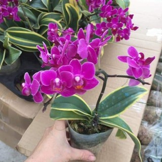 Lan hồ điệp lá biên,phát tài,kẻ vàng,giống lan đột biến
