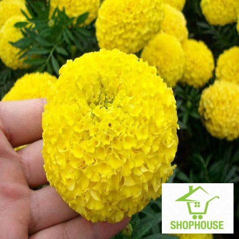 shophouse Hạt giống hoa cúc vạn thọ bông to vàng (50 hạt)  SHOP HOUSE  TẾT KHUYẾN MẠI