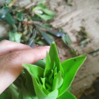 Lan Bạch Phượng môi tua