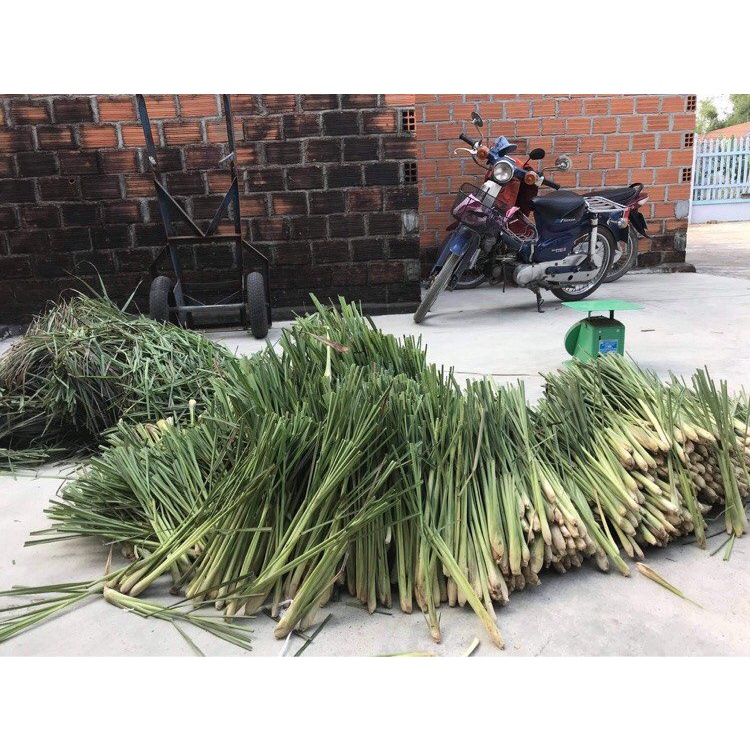 Combo 3hộp nhang Cam Sả Dương Minh nhang sạch 100% tự nhiên từ vỏ cam và sả cây hương thơm cực nhẹ hoặc không mùi