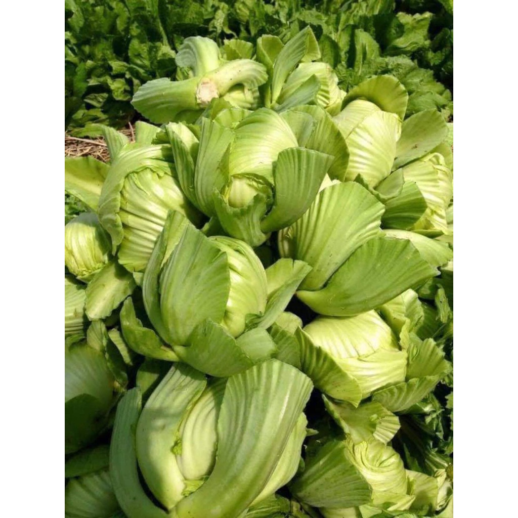 Hạt Giống Cải Bẹ Dưa Phú Nông Gói 20gr