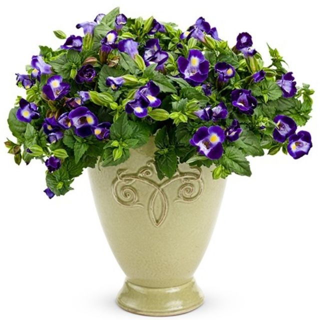 Hạt giống hoa Mắt Nai (tô liên, torenia) nhiều màu 5 HẠT ĐẾN MÙA TRỒNG TẾT