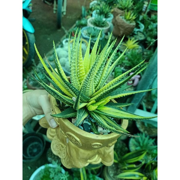 Sen móng rồng vàng size to