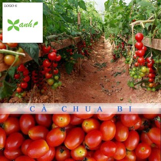 Hạt giống cà chua bi siêu quả ( 30 hạt)