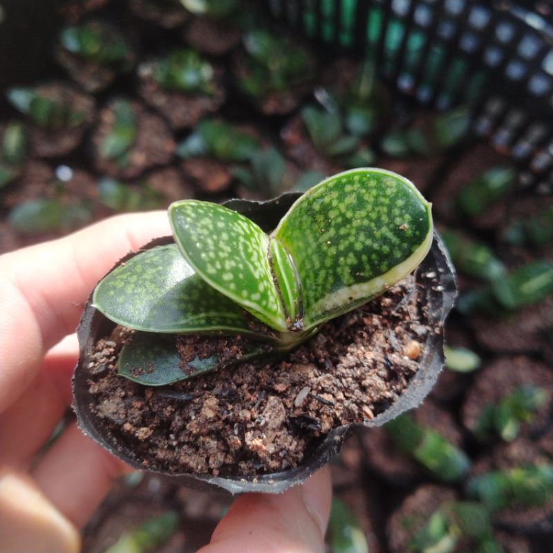 Sale+ Sen Đá Mỏ  Vịt Var - Đột Biến.