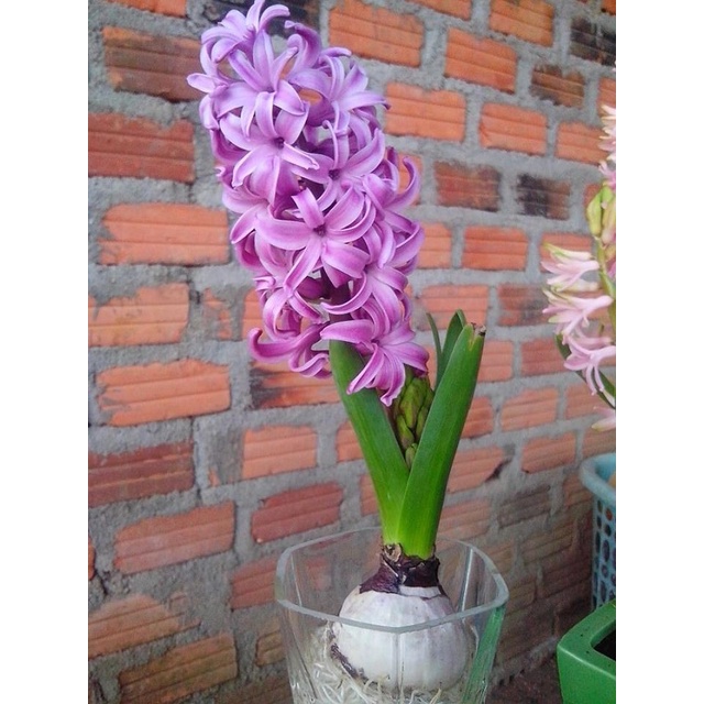 10 HẠT GIỐNG Hoa Dạ lan hương và những ý nghĩa thú vị có thể bạn chưa biết