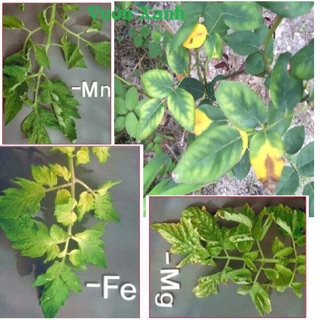 Phân bón bổ sung vi lượng cao cấp Chelate 10 gr chống xoăn lá, vàng lá, cây còi cọc ☘️