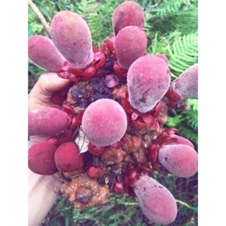 Nấm ngọc cẩu khô nguyên búp Lào Cai 1 kg