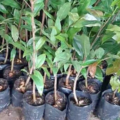 10 cây mai con quấn rễ