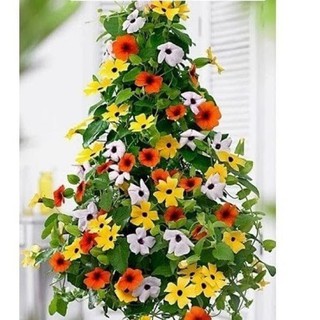 Hạt Giống Hoa Ánh Dương Mix