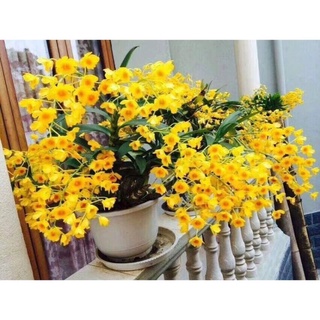 1 Bó Lan Sơn Thủy Tiên