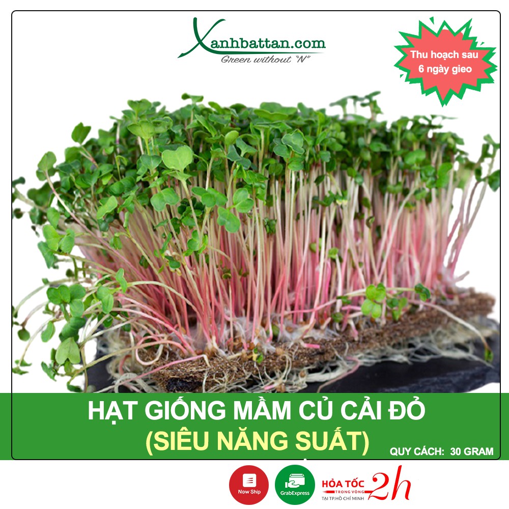 Hạt Giống Rau Mầm Củ Cải Đỏ Phú Nông Gói 30 Gram