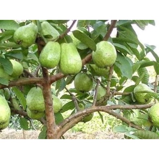 CÂY GIỐNG ỔI NỮ HOÀNG ( GIỐNG GHÉP CHO TRÁI SỚM)