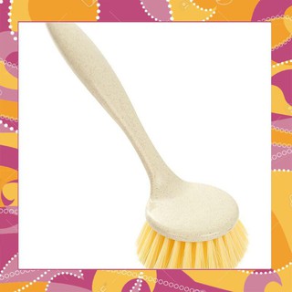 Cây rửa chén lúa mạch - 7168