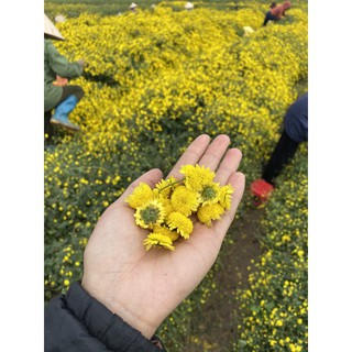 Trà hoa cúc - trà cúc chi sấy điện