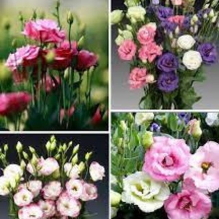 Hạt giống hoa cát tường mix (hoa lan tường, hoa cát tường nhiều màu, trồng quanh năm)