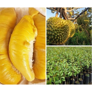 Sâu riêng cơm vàng hạt lép ri 6 cây ảnh thật cây ảnh số 2