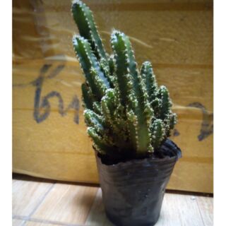 Cây xương rồng núi xanh khi mua 3 gói bất khì được 1 gói với 2k,