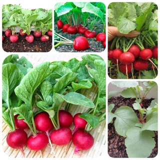 Hạt giống củ cải đỏ tròn- gói 5gr