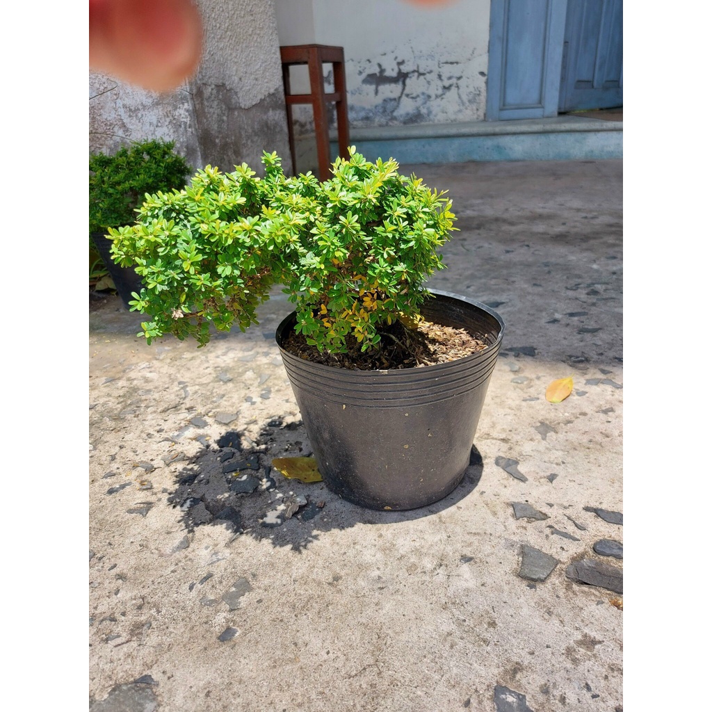 caykiengsadec cây linh sam hạt gạo, bonsai mini sam hạt gạo tân phú, trang trí sân nhà