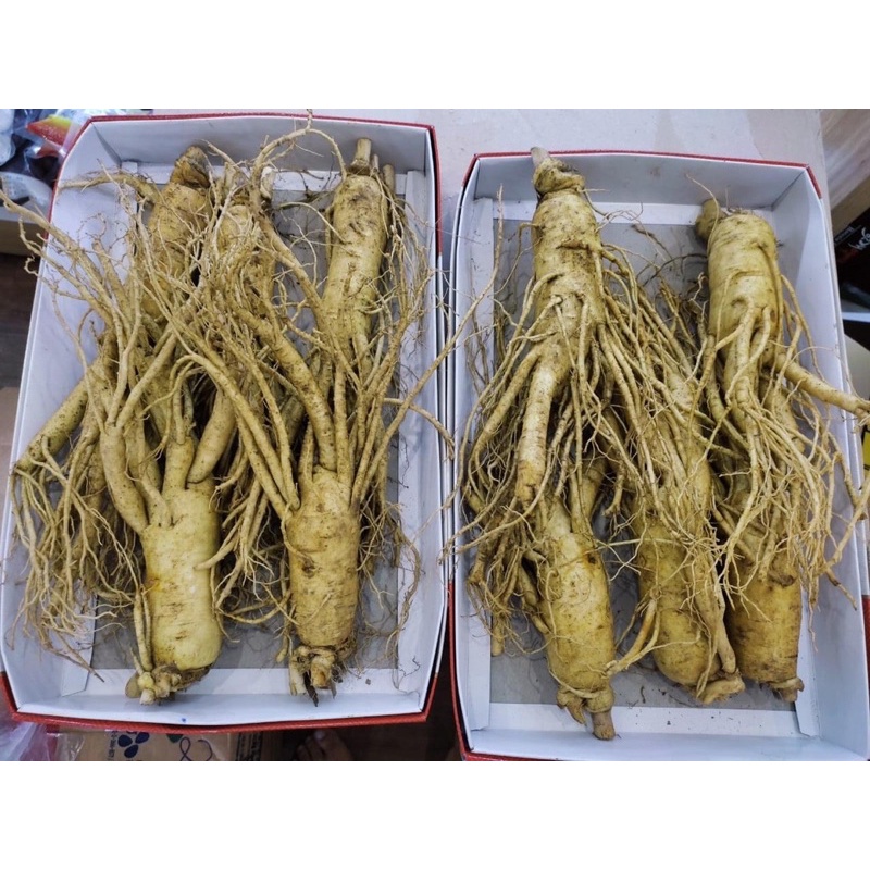 Sâm Bố chính tươi 1set 6-8 củ /kg | BigBuy360 - bigbuy360.vn