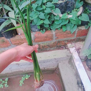 bách Thủy Tiên đốm