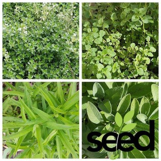 Hạt Giống Rau Thơm Các Loại (Mè Hàn Quốc, Oregano, Parsley, Thyme, Tía Tô Beefsteak plant )