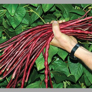 Hạt giống đậu đũa tím sai trái, dễ trồng (10g)