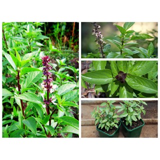 Hạt Giống Rau Quế Lá To Sen Vàng - Lên Nhanh, Dễ Trồng