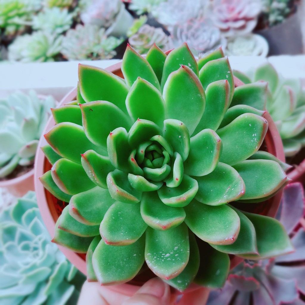 Sen đá viền đỏ size đại Bán Chạy
