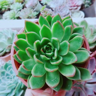 Sen đá viền đỏ size đại Bán Chạy