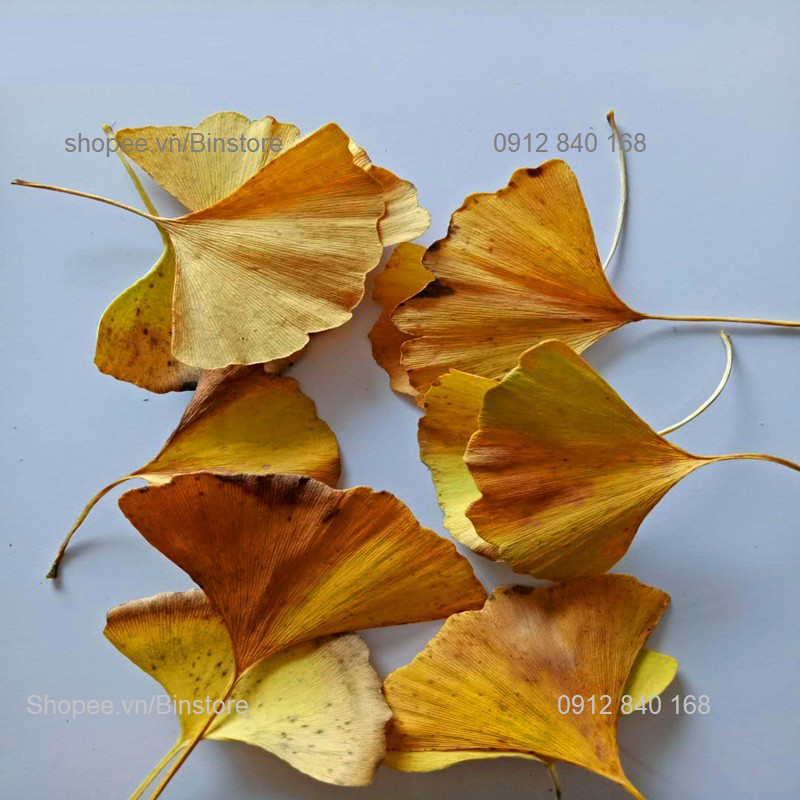 SET OF 12 LÁ NGÂN HẠNH LÁ VÀNG NATURALLY DRY GOLDEN GINKO LEAVES