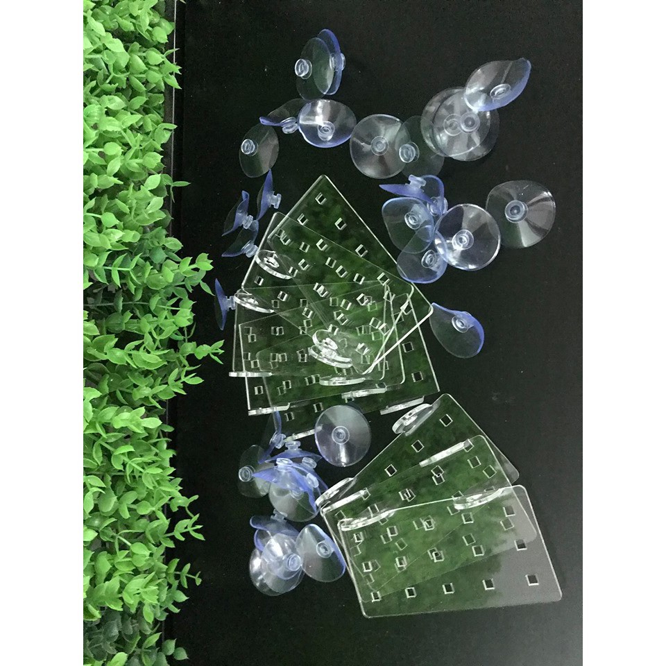 Vỉ trồng ráy - dương sỉ hồ thuỷ sinh kèm nút su