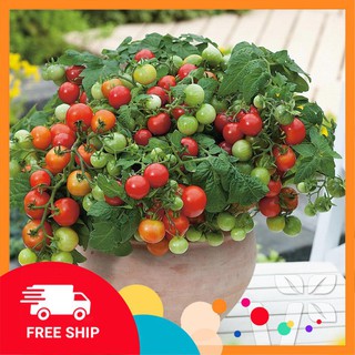 Hạt giống cà chua cherry lùn đỏ 30 hạt