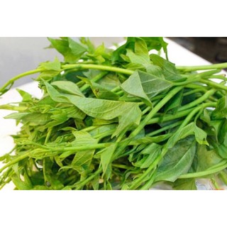Rau lang Nhật trắng siêu ngọn- dăm cành ( combo 5 dây giống 30cm)