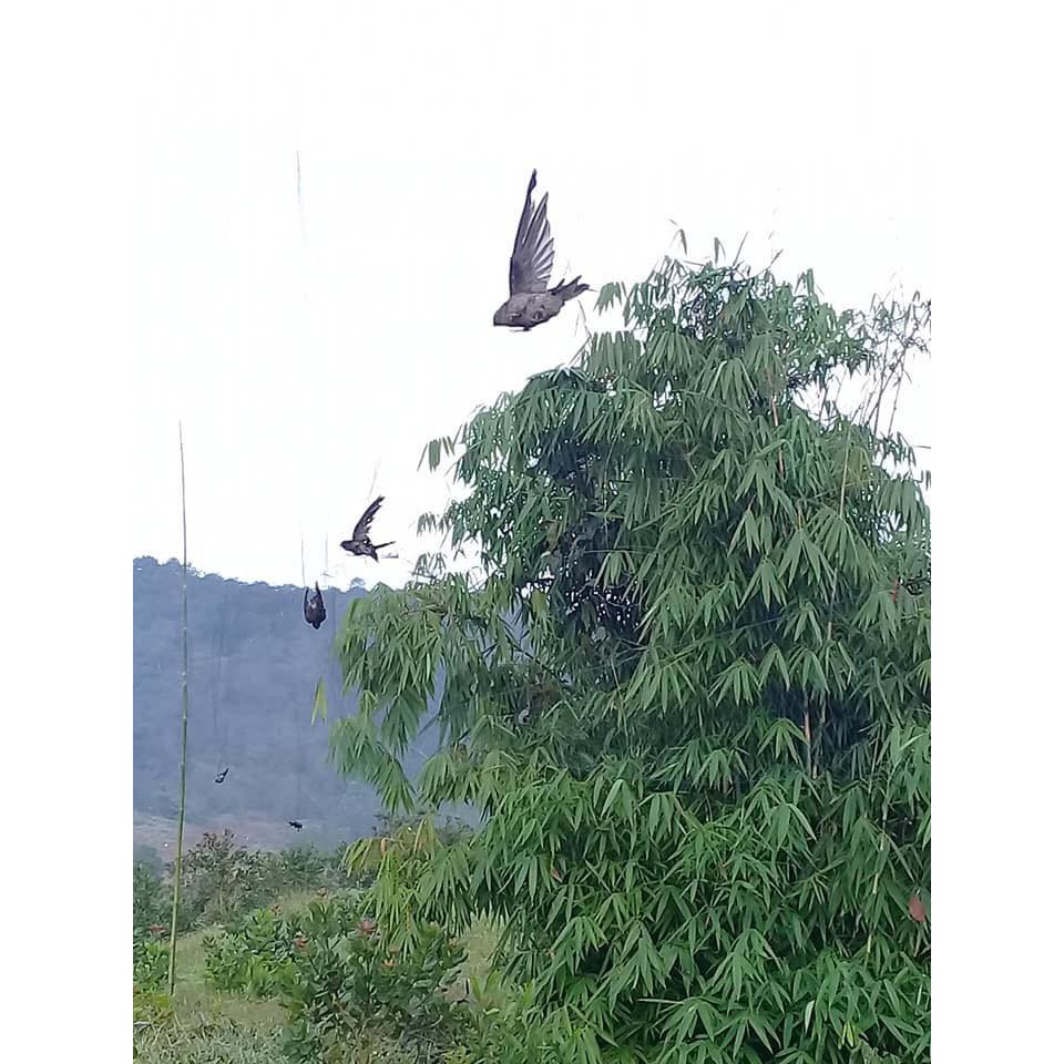 Lưới tàn hình đánh ri,khuyên,sẻ,chim sâu,hút mật,chào mào.Và các dòng chim nhỏ khác.