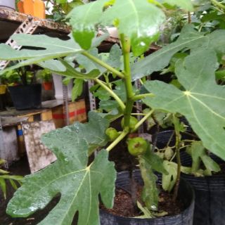 Cây Sung Mỹ đang có trái