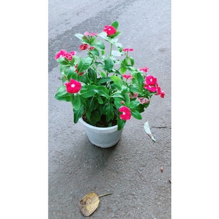 Chậu Hoa Dừa Cạn (đỏ,trắng,hồng đậm,hồng nhạt)
