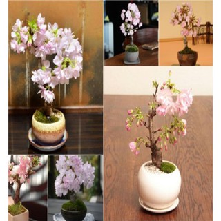 Hạt giống hoa anh đào nhật 5 hạt (TẶNG gói kích thích hạt nảy mầm)