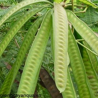 10Gram Hạt Giống Cây Keo Dậu
