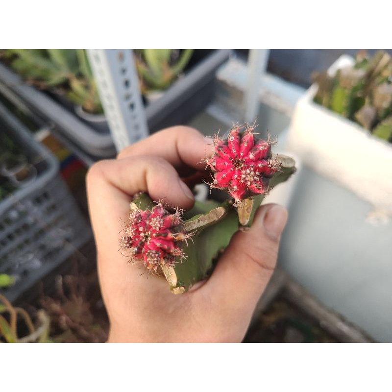 Xương rồng lem BRtháp , sp độc đáo cho dân sưu tầm các loại xương rồng màu