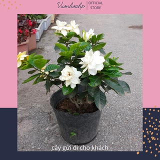 Cây bạch thiên hương, cây dành dành cánh kép cao 60cm đang nụ hoa, hoa nở quanh năm, trang trí sân vườn, lỗi 1 đổi 1