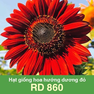 Hạt Giống Hoa Hướng Dương Đỏ 860 (10 hạt)