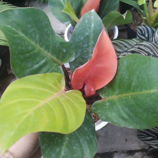 💚🌹Chậu đế vương đỏ 💚🌹