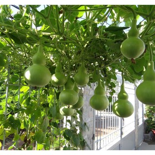 Hạt giống Bầu Hồ Lô (Gói 10 hạt)