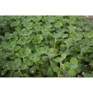 Sen thơm - nhất mạt hương mini 3-5cm
