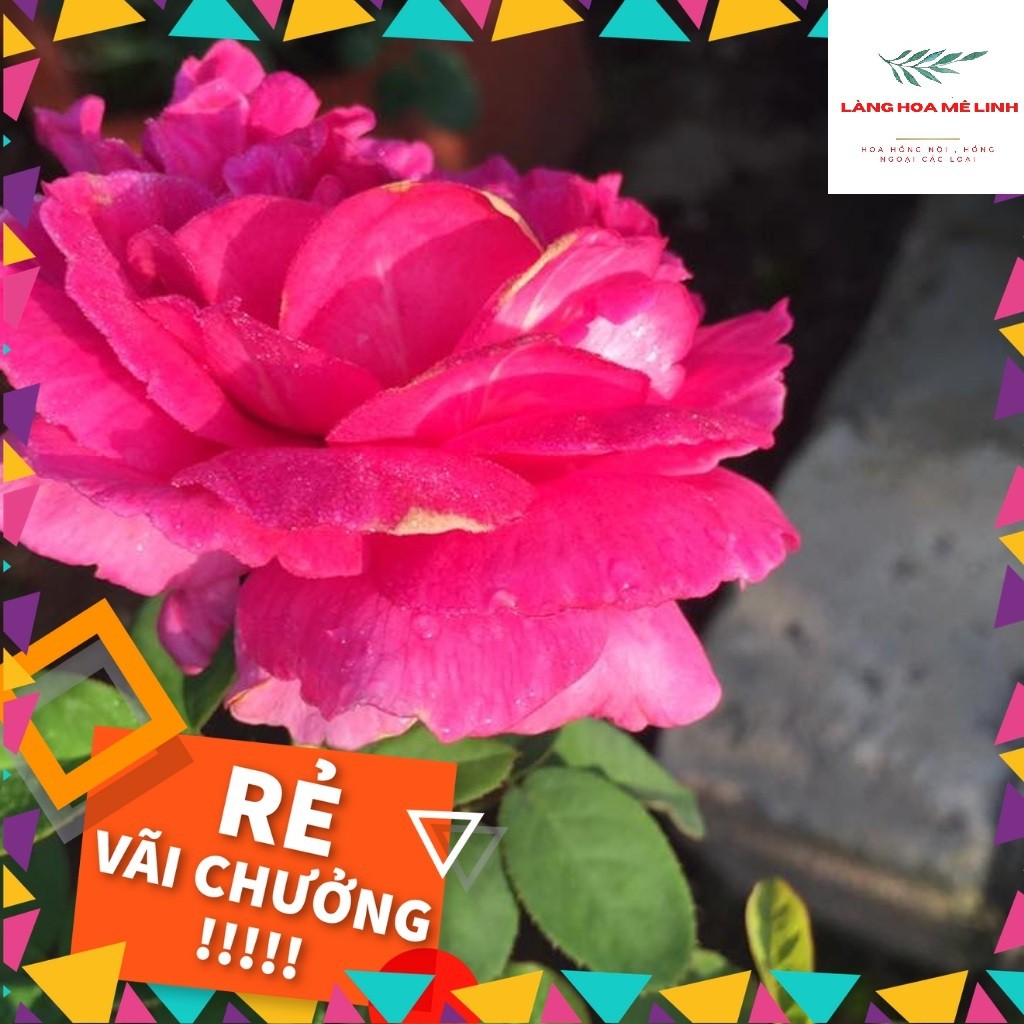 Hoa hồng ngoại Kate Rose [NỮ HOÀNG BÍ ẨN]có hương thơm có 1 – 0 – 2 , rất hiếm có giống hồng nào sánh bằng.⛑️
