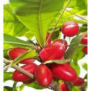Cây thần kì thân gỗ cây cao 30-40cm