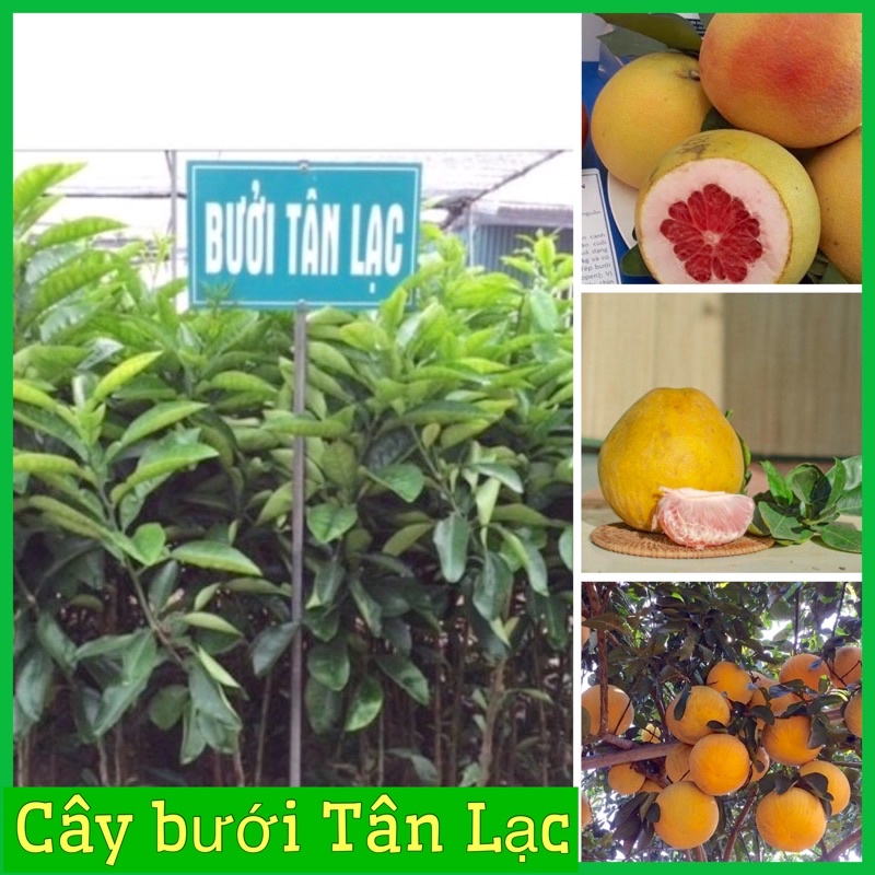 Cây giống bưởi đỏ Tân Lạc ( vỏ vàng ruột đỏ)